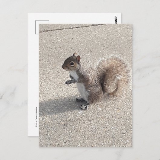 Carte Postale Écureuil (Devant / Derrière)