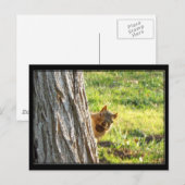 Carte postale écureuil (Devant / Derrière)