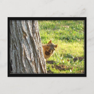 Carte postale écureuil