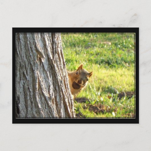 Carte postale écureuil (Devant)