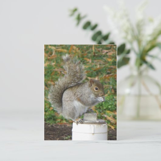 Carte Postale Écureuil (Debout devant)