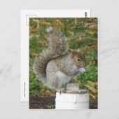 Carte Postale Écureuil (Devant / Derrière)