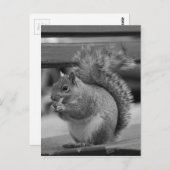 Carte Postale Écureuil (Devant / Derrière)
