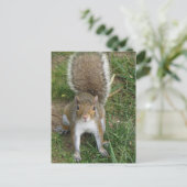 Carte Postale Écureuil (Debout devant)