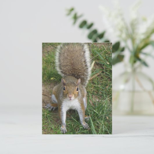 Carte Postale Écureuil (Debout devant)