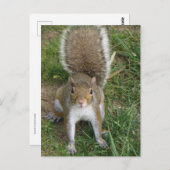 Carte Postale Écureuil (Devant / Derrière)