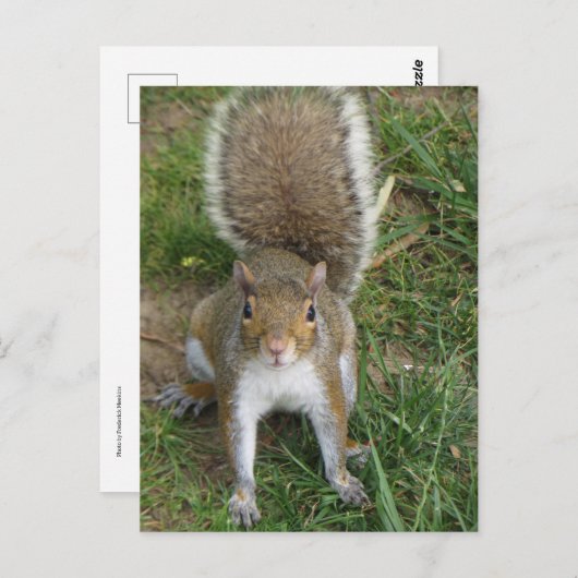 Carte Postale Écureuil (Devant / Derrière)