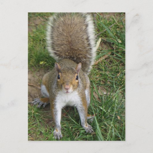 Carte Postale Écureuil (Devant)
