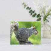 Carte Postale Écureuil (Debout devant)