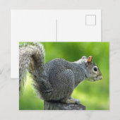 Carte Postale Écureuil (Devant / Derrière)