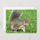 Carte Postale Écureuil (Devant / Derrière)