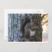Carte Postale Écureuil (Devant / Derrière)