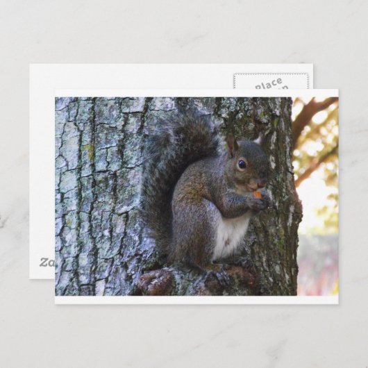 Carte Postale Écureuil (Devant / Derrière)