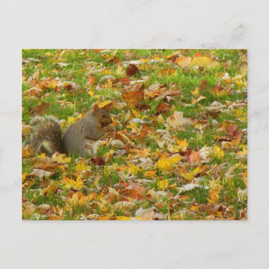 Carte Postale Écureuil (Devant)