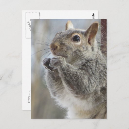 Carte Postale Écureuil (Devant / Derrière)