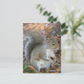 Carte Postale Écureuil (Debout devant)
