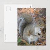 Carte Postale Écureuil (Devant / Derrière)