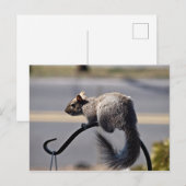 Carte Postale Écureuil (Devant / Derrière)