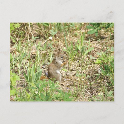 Carte Postale Écureuil (Devant)