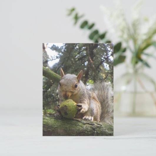 Carte Postale Écureuil (Debout devant)