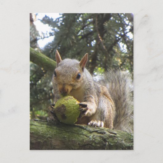 Carte Postale Écureuil (Devant)