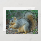 Carte postale écureuil (Devant / Derrière)
