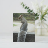 Carte Postale écureuil (Debout devant)