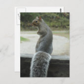 Carte Postale écureuil (Devant / Derrière)