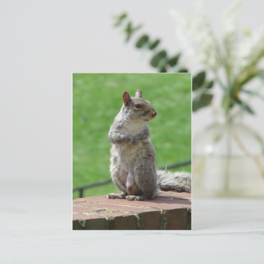 Carte Postale Écureuil (Debout devant)