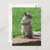 Carte Postale Écureuil (Devant / Derrière)