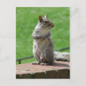 Carte Postale Écureuil (Devant)