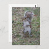 Carte Postale Écureuil (Devant / Derrière)