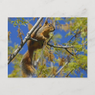 Carte Postale Écureuil