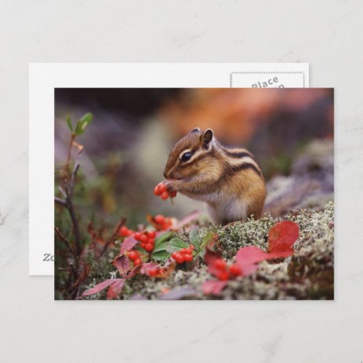 Carte Postale Écureuil (Devant / Derrière)