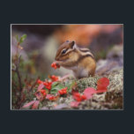 Carte Postale Écureuil<br><div class="desc">écureuil © et ® Bigstock® - Tous droits réservés.</div>