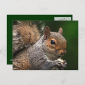 Carte postale écureuil (Devant / Derrière)