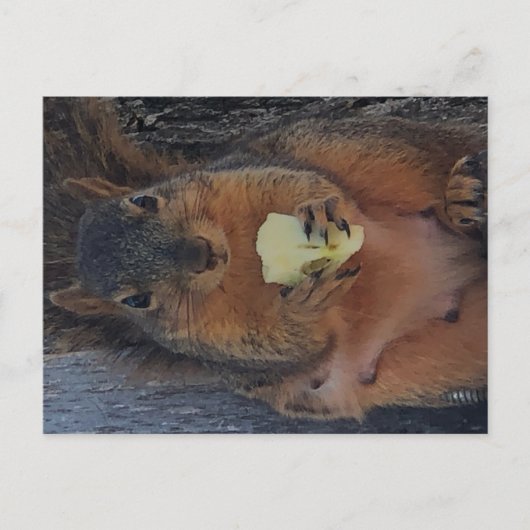 Carte postale écureuil (Devant)