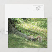 Carte Postale écureuil à la recherche de noix (Devant / Derrière)