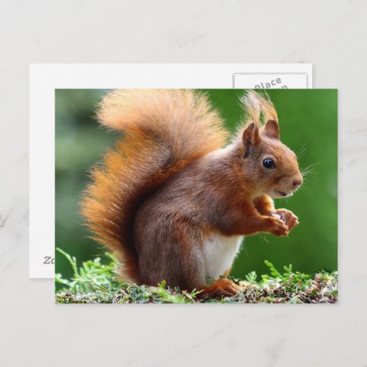 Carte Postale Écureuil à l'orange (Devant / Derrière)