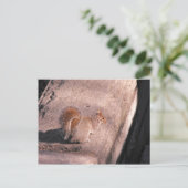 Carte Postale Écureuil à New York (Debout devant)