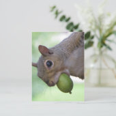 Carte Postale Écureuil à pleine bouche (Debout devant)