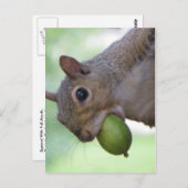 Carte Postale Écureuil à pleine bouche (Devant / Derrière)