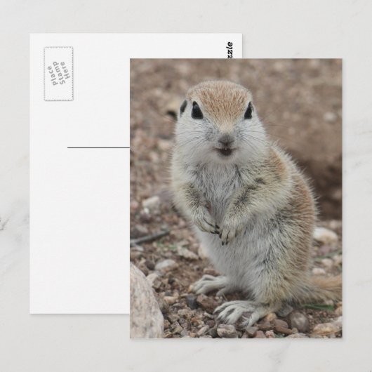 Carte Postale Écureuil à queue ronde (Devant / Derrière)