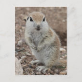 Carte Postale Écureuil à queue ronde (Devant)