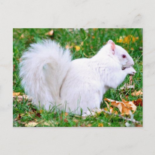 Carte postale - Écureuil albinos (Devant)