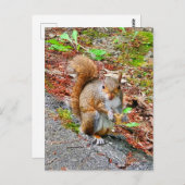 Carte Postale Écureuil alimentation (Devant / Derrière)