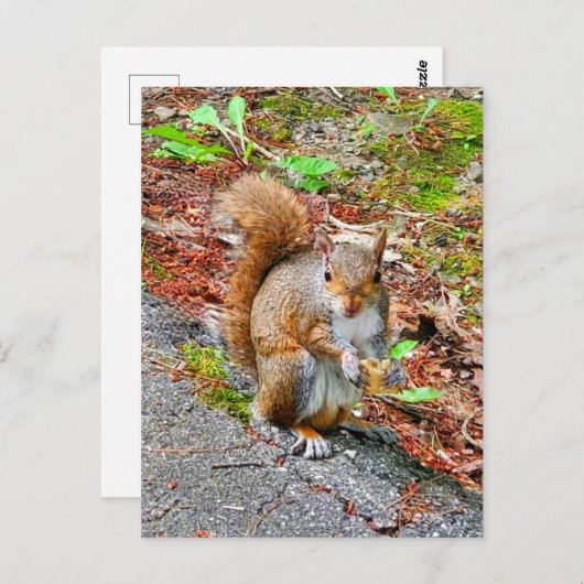Carte Postale Écureuil alimentation (Devant / Derrière)