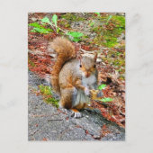Carte Postale Écureuil alimentation (Devant)