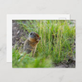 Carte Postale Écureuil arctique au Canada (Devant / Derrière)