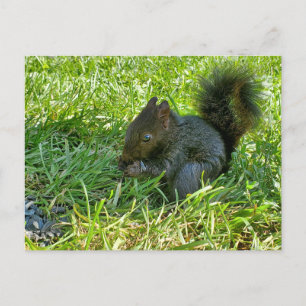 Carte Postale Écureuil bébé